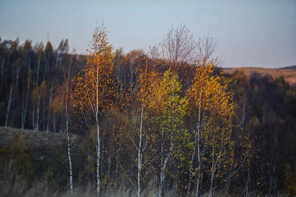 Mediados Otoño Paisaje Rural Con Árboles — Foto de Stock