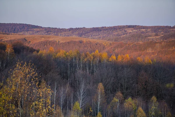 Sonbaharın Ortasında Ağaçlarla Dolu Kırsal Bir Alanda — Stok fotoğraf