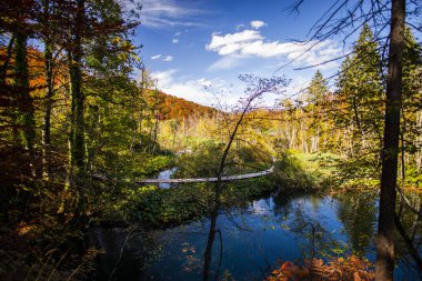 Sonbahar ormanlarında ağaçlı gölet