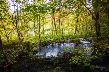 Sonbahar ormanlarında ağaçlı gölet