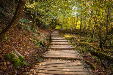 Merhaba sonbahar, sonbahar ormanı ve yol. 