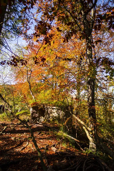 Autumn Flora Forest Foliage Nature — Stock Photo, Image