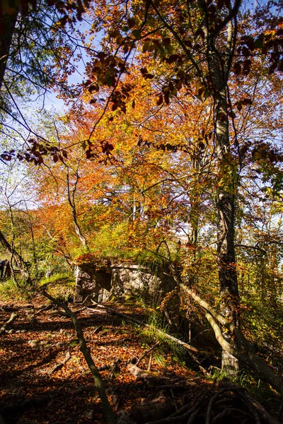 Flore Automne Forêt Feuillage Nature — Photo