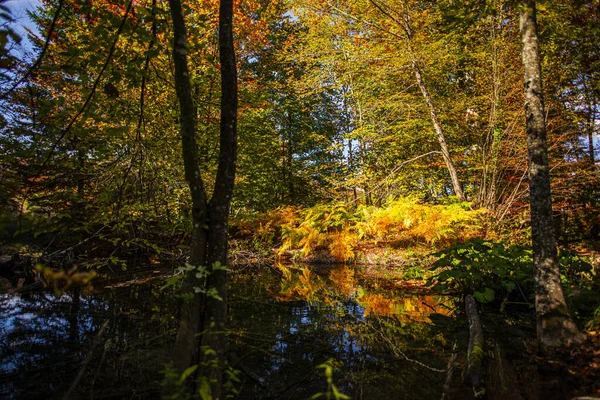 秋の森の池に木があって — ストック写真