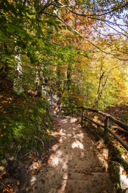 Sonbahar ormanı ve patika yolu ahşap çitli 