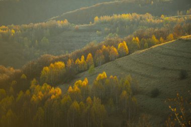 Ağaçlı tepelerde sonbahar bitkisi