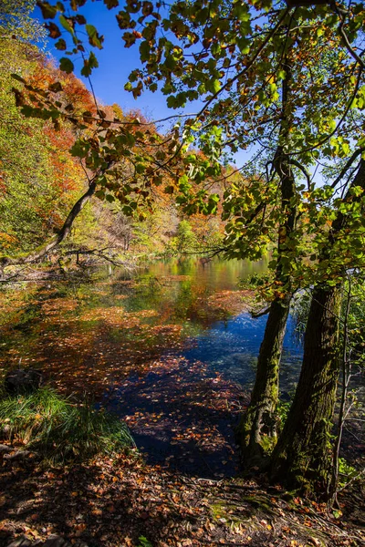 Lago Floresta Outono Com Árvores — Fotografia de Stock