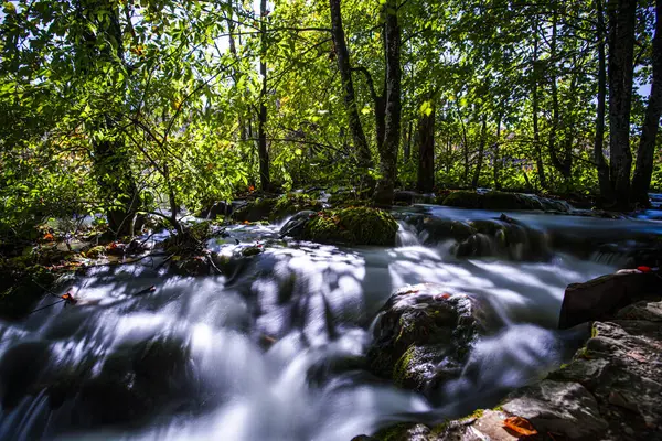 秋の森の川の流れ — ストック写真
