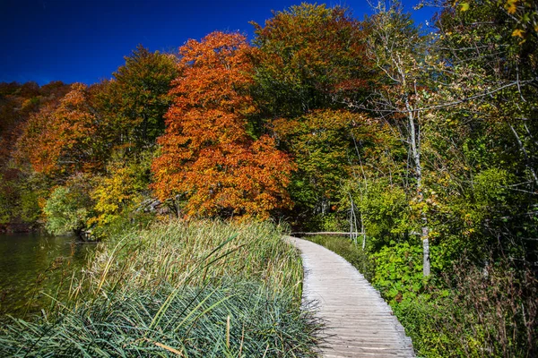 Jesienna Flora Parku Drewniana Ścieżka — Zdjęcie stockowe