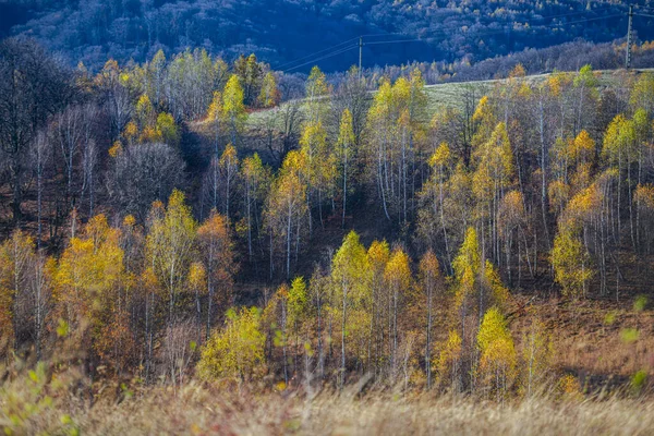 Höst Flora Skog Med Träd — Stockfoto