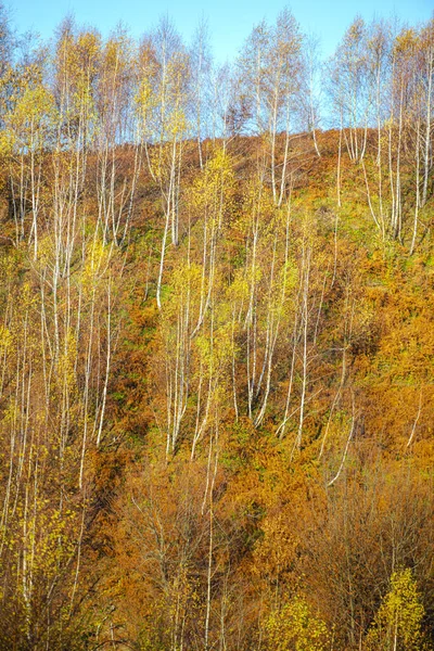Autumn Flora Forest Trees Yellow Leaves — Stock Photo, Image