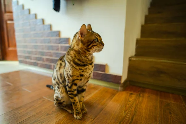 Adorável Doméstico Cabelos Curtos Tabby Gato Sentado Chão Madeira — Fotografia de Stock