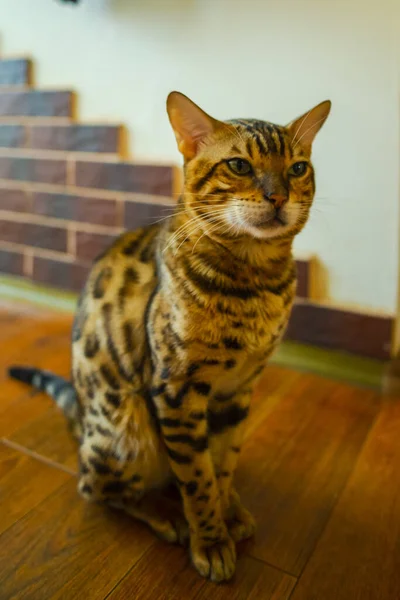 Adorável Doméstico Cabelos Curtos Tabby Gato Sentado Chão Madeira — Fotografia de Stock