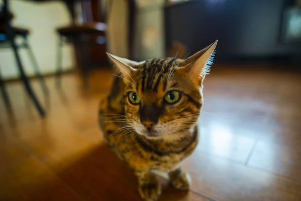 Tabby Γάτα Κάθεται Στο Ξύλινο Πάτωμα Στο Σπίτι — Φωτογραφία Αρχείου