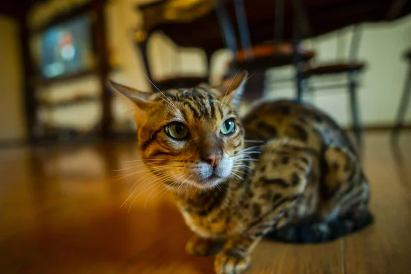 Tabby Γάτα Κάθεται Στο Ξύλινο Πάτωμα Στο Σπίτι — Φωτογραφία Αρχείου