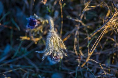 Tarlada bahar çiçekleri, bitkiler ve yapraklar