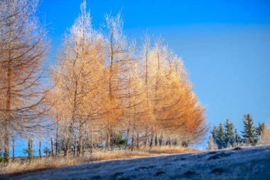 Bitkiler ve ağaçlarla dolu kırsal alan