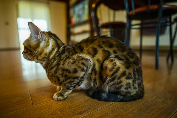 Κοντά Μαλλιά Tabby Γάτα Κάθεται Στο Ξύλινο Πάτωμα — Φωτογραφία Αρχείου