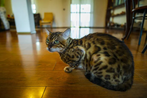 Gato Cabelo Curto Tabby Sentado Chão Madeira — Fotografia de Stock