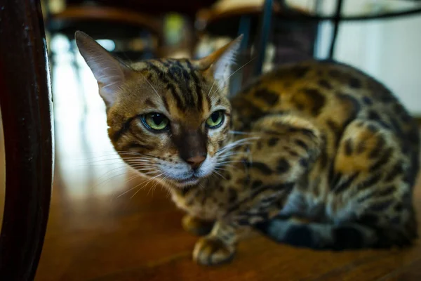 Κοντά Μαλλιά Tabby Γάτα Κάθεται Στο Ξύλινο Πάτωμα — Φωτογραφία Αρχείου