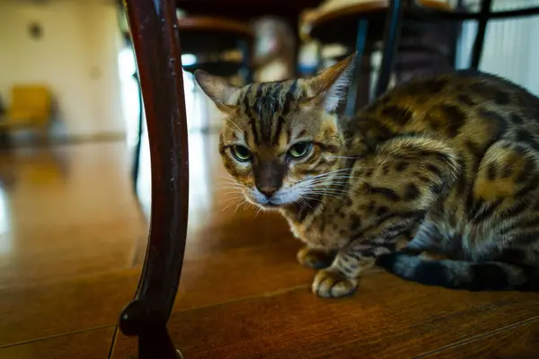 Tabby Γάτα Κάθεται Στο Ξύλινο Πάτωμα Κάτω Από Την Καρέκλα — Φωτογραφία Αρχείου