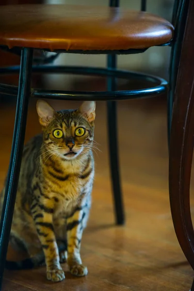 Tabby Γάτα Κάθεται Στο Ξύλινο Πάτωμα Κάτω Από Την Καρέκλα — Φωτογραφία Αρχείου