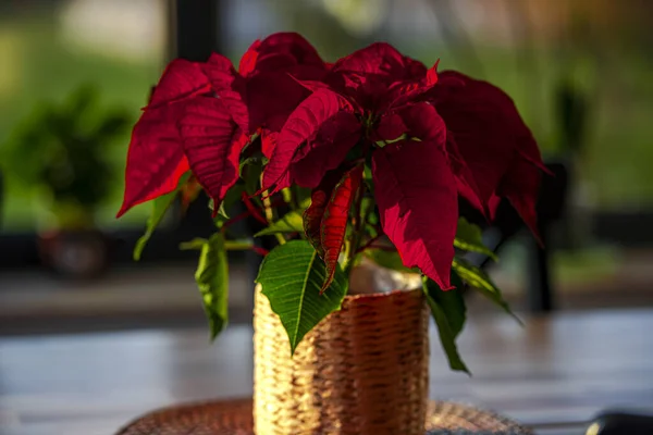 Hojas Rojas Poinsettia Jarrón Sobre Mesa — Foto de Stock