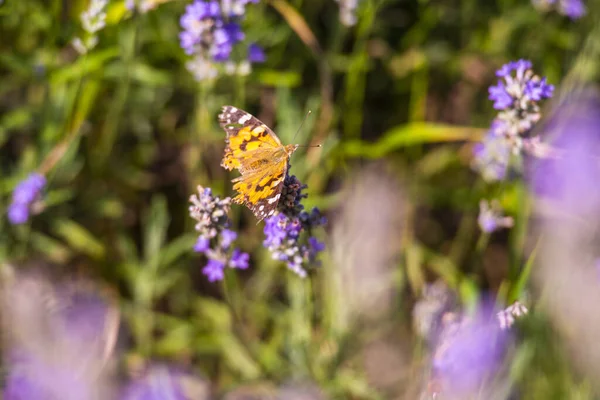 Violet Champ Fleurs Lavande — Photo