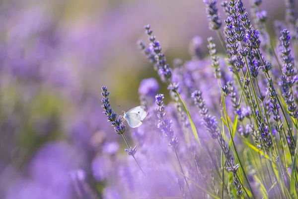 lavender flowers field in provence, france