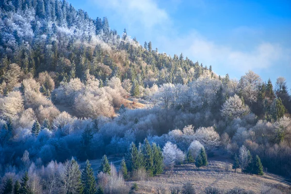 Landsbygdslandskap Med Frostiga Växter Och Träd — Stockfoto
