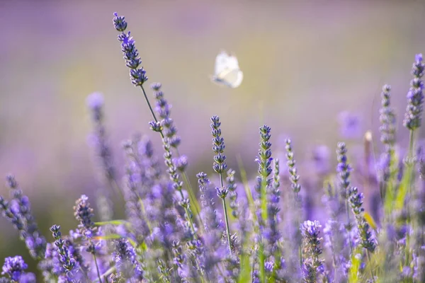 Лавандовые Цветы Поле Провансе Франция Лицензионные Стоковые Фото