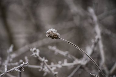 Buz kaplı bitki dalları, sabahın erken saatlerinde