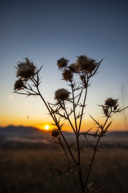 Kırsal alan, ön planda bitki, arka planda günbatımı