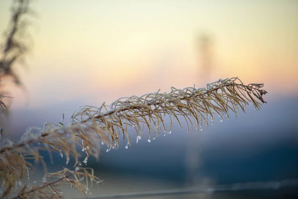 春の初めに大自然の植物が — ストック写真