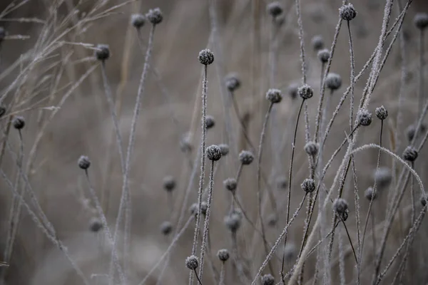 Bevroren Met Vorst Bedekte Planten Takken — Stockfoto