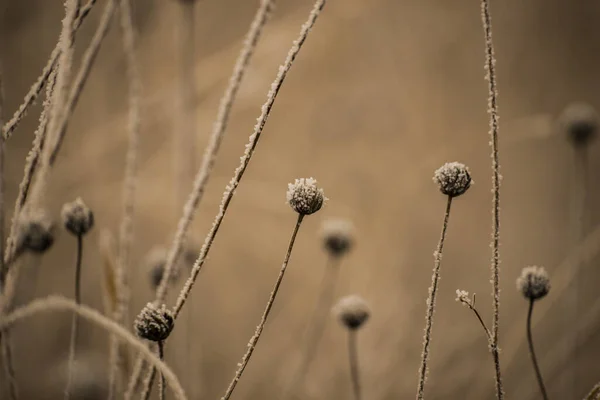 Bevroren Met Vorst Bedekte Planten Takken — Stockfoto