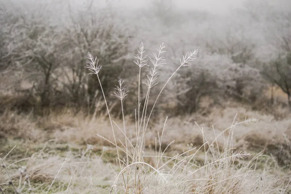 霜に覆われた植物の枝早朝 — ストック写真