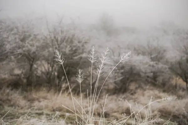 Heladas Congeladas Cubiertas Ramas Plantas —  Fotos de Stock