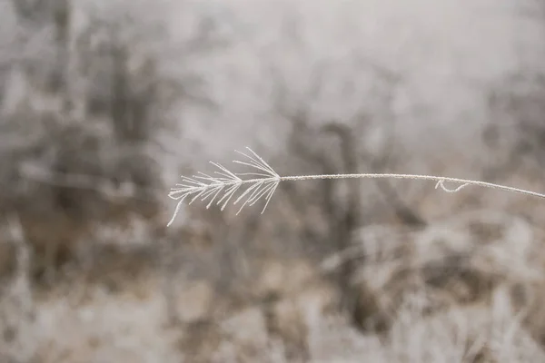 Grau Gefroren Frost Bedeckt Pflanzenzweige — Stockfoto