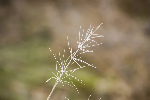 Frost Covered Plant Branches Early Morning — Stock Photo, Image