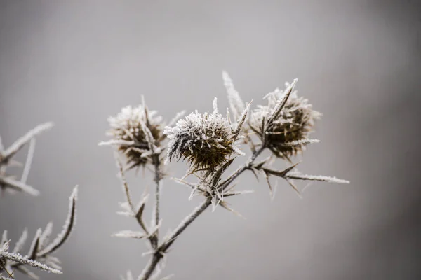 Met Vorst Bedekte Takken Van Planten Vroeg Ochtend — Stockfoto