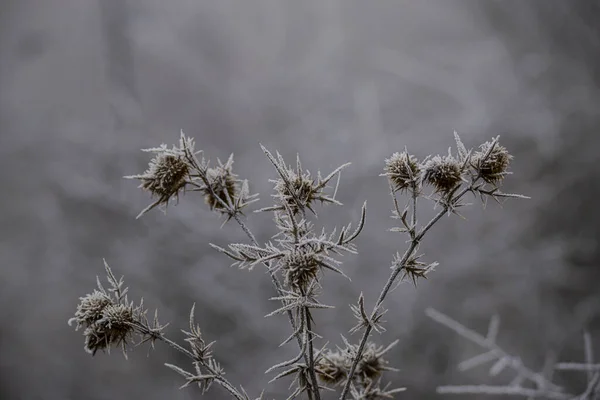 Frost Bedeckte Pflanzenzweige Frühmorgens — Stockfoto