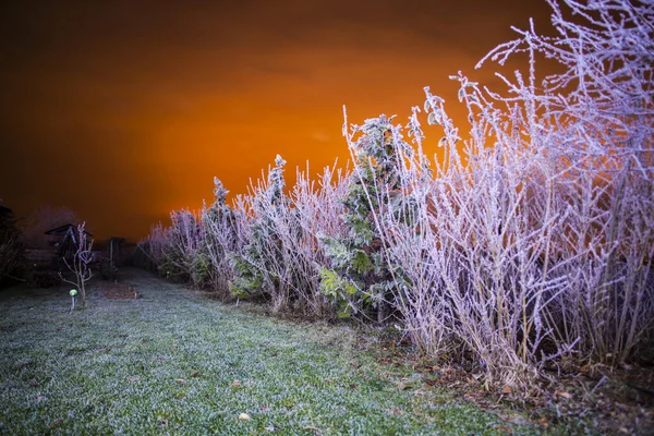 Paisaje Con Plantas Árboles Por Noche Fotos de stock libres de derechos