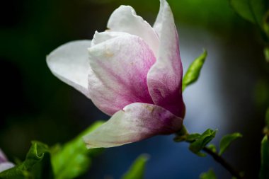 Ağaç dallarında açan çiçekler, bahar çiçekleri.