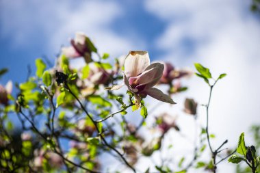 Ağaç dallarında açan çiçekler, bahar çiçekleri.