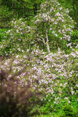 Ağaç dallarında açan çiçekler, bahar çiçekleri.