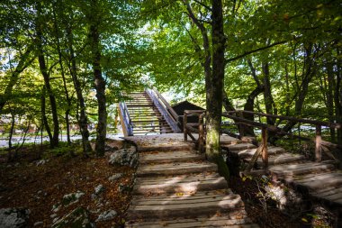 Parkın merdivenleri, ağaçlar ve bitkiler.