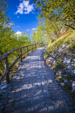 Ağaçlar ve bitkilerle dolu orman doğasında yol