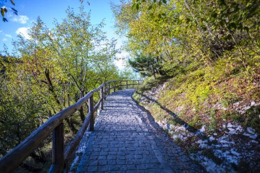 Ağaçlar ve bitkilerle dolu orman doğasında yol