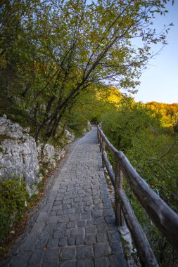Ağaçlar ve bitkilerle dolu orman doğasında yol